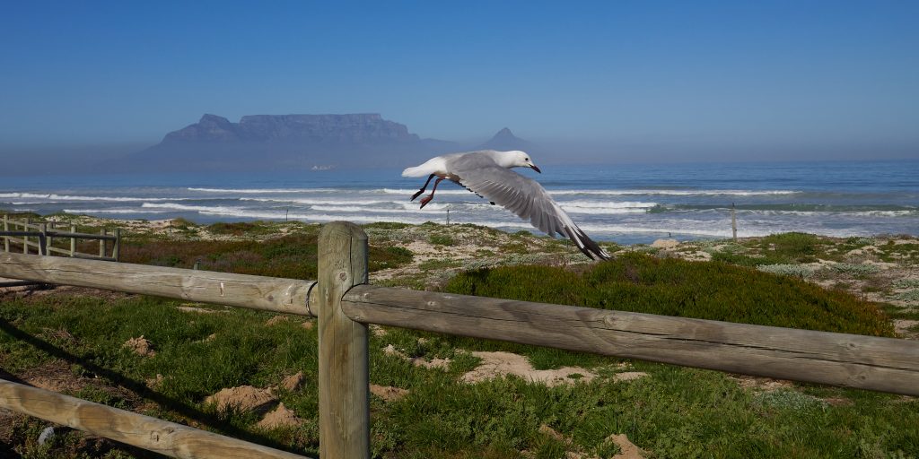 Blouberg-Strand-seagulls