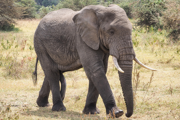 african elephant wildlife