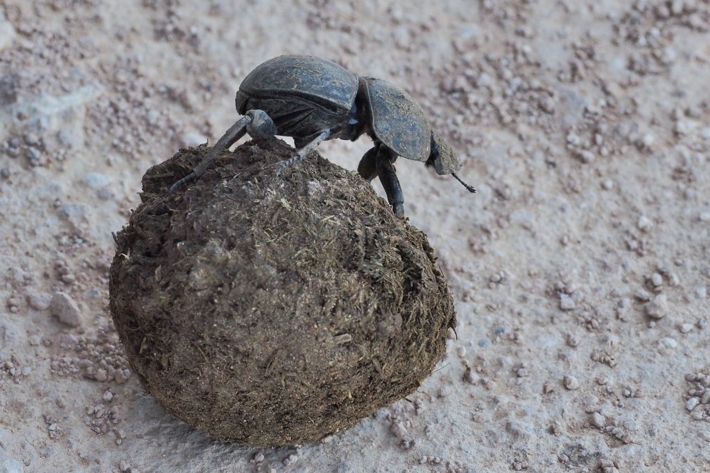 dung beetle south african nature