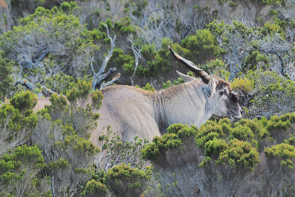 eland antelope wildlife south africa