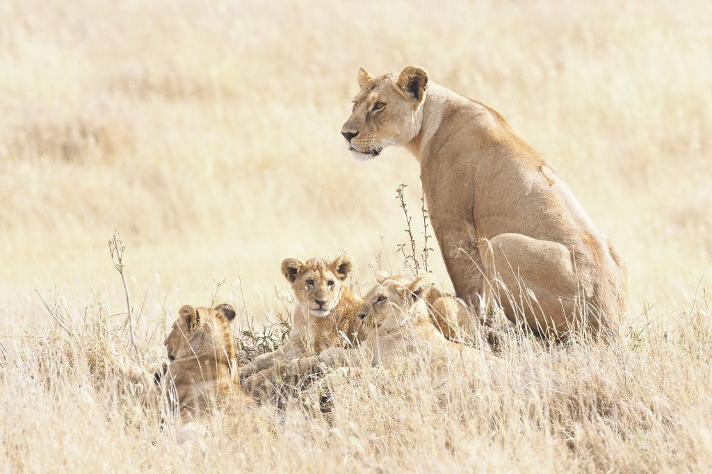 female lion with young animal pup
