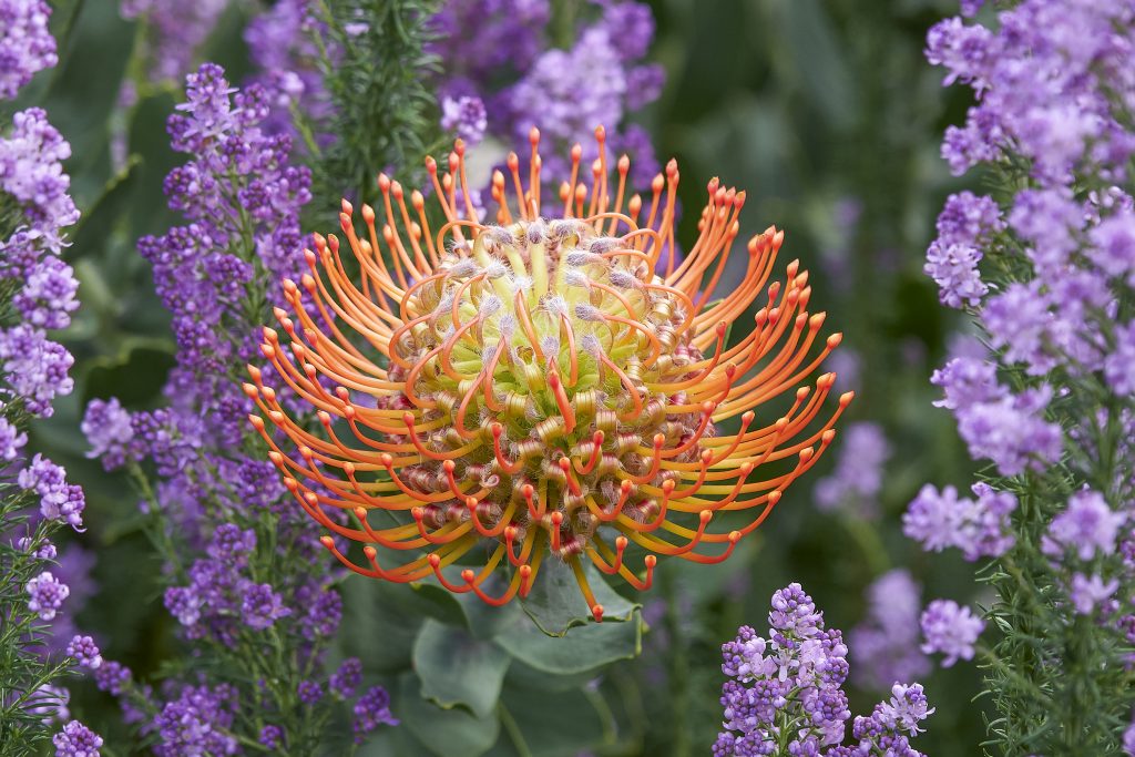 fynbos-proteas-pincushion