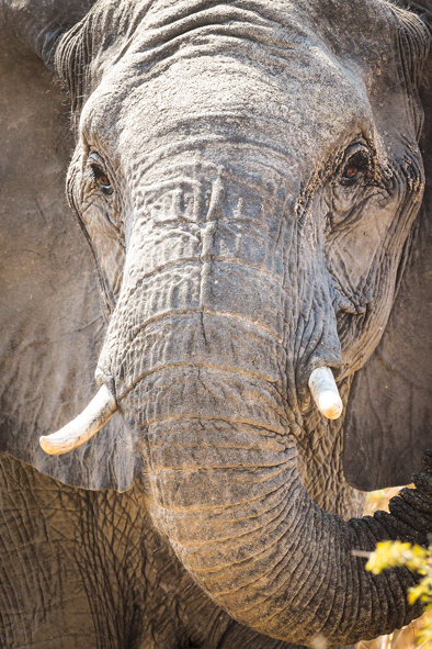 ivory elephant south africa