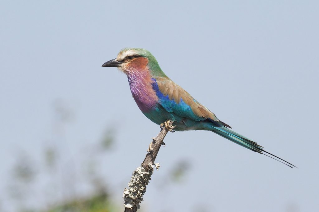 lilac breasted roller bird