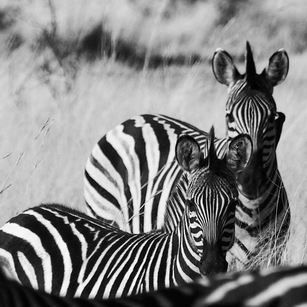 plains zebra south africa