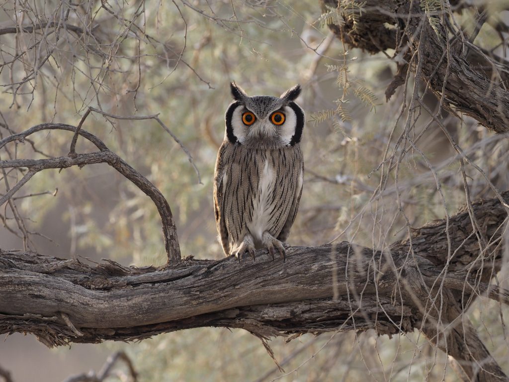 southern white faced owl