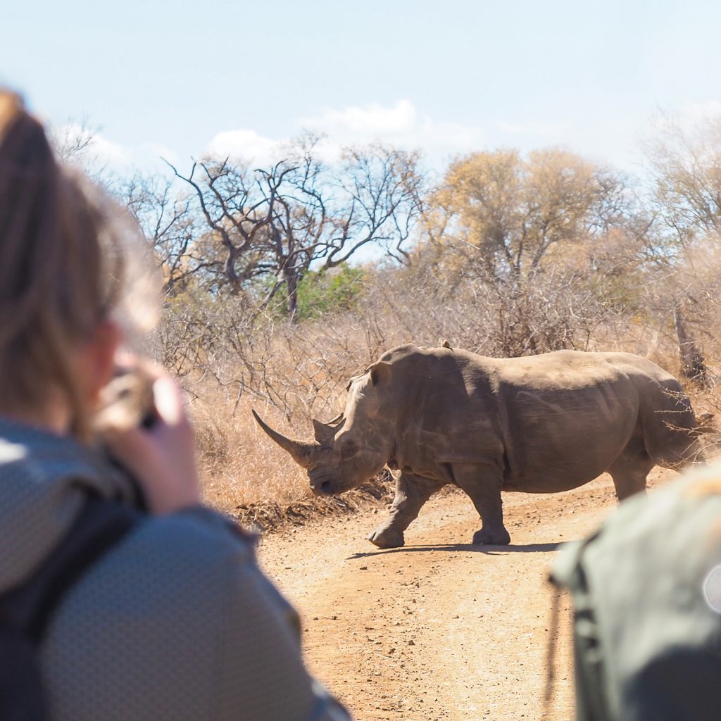 walking safari white rhino