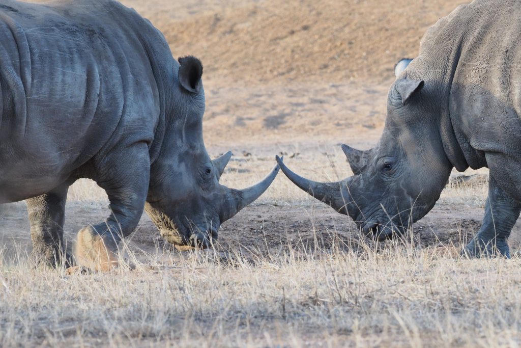 white rino safari south africa