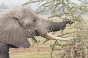 big five elephant safari
