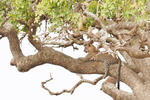 big five leopard south africa safari tour