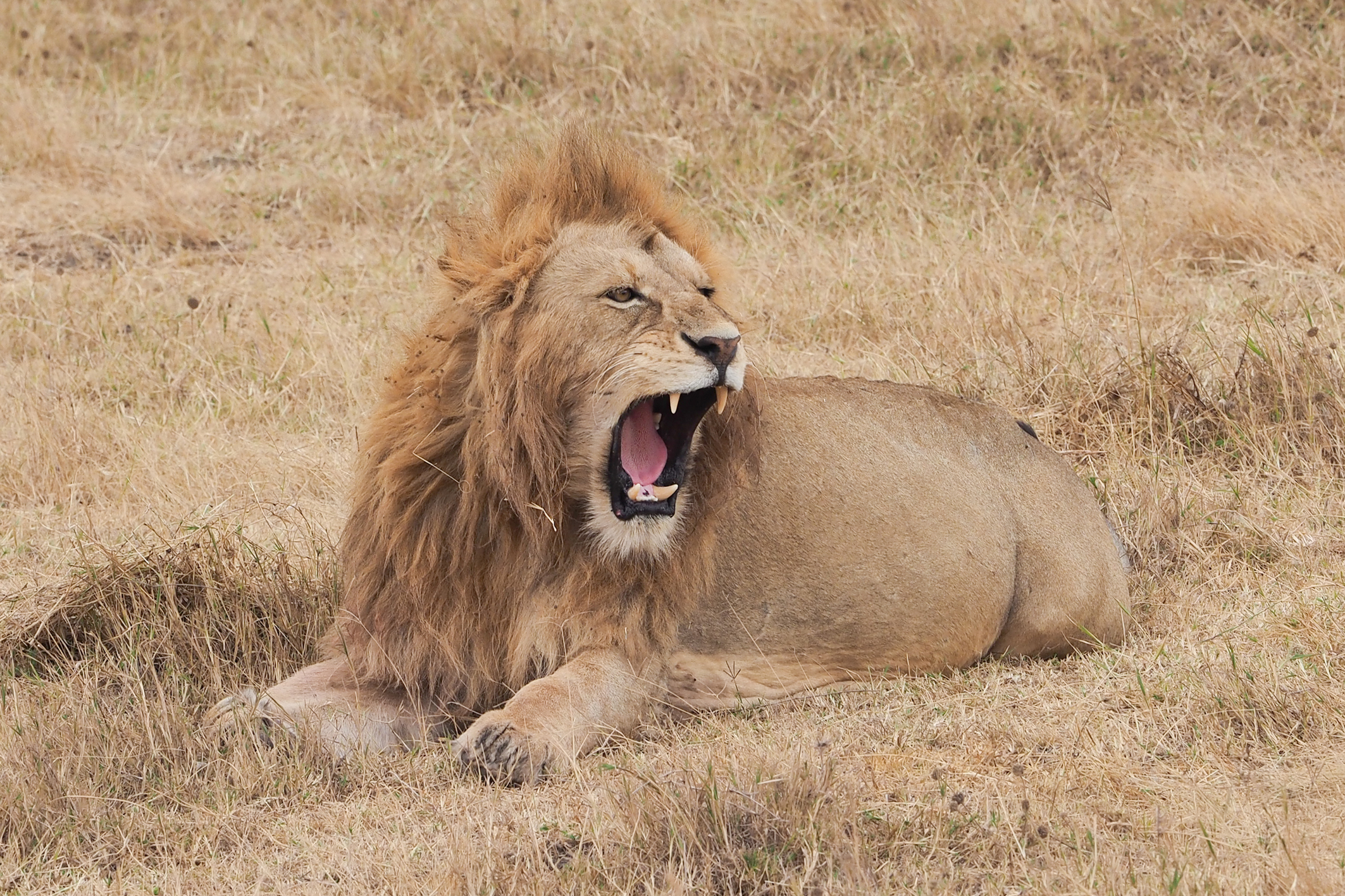 male lion in south africa wildlife