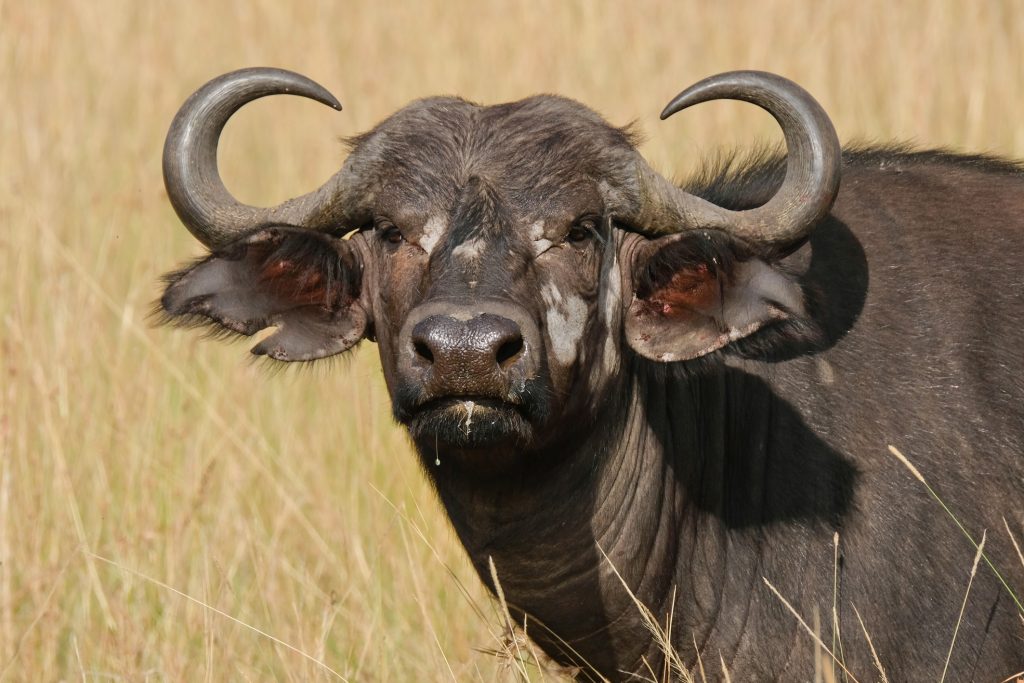 african buffalo in the wild