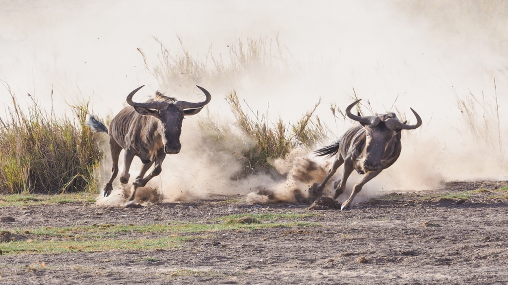 south africa gnus running fast