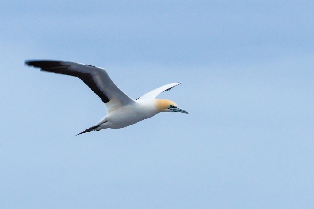 cape gannet south african wildlife