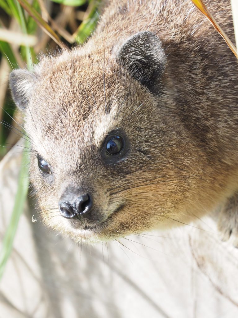 dassies rock hyrax