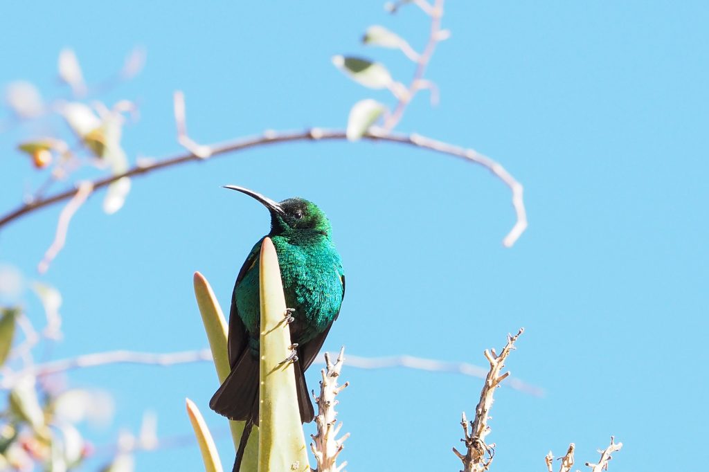 hummingbird in tree