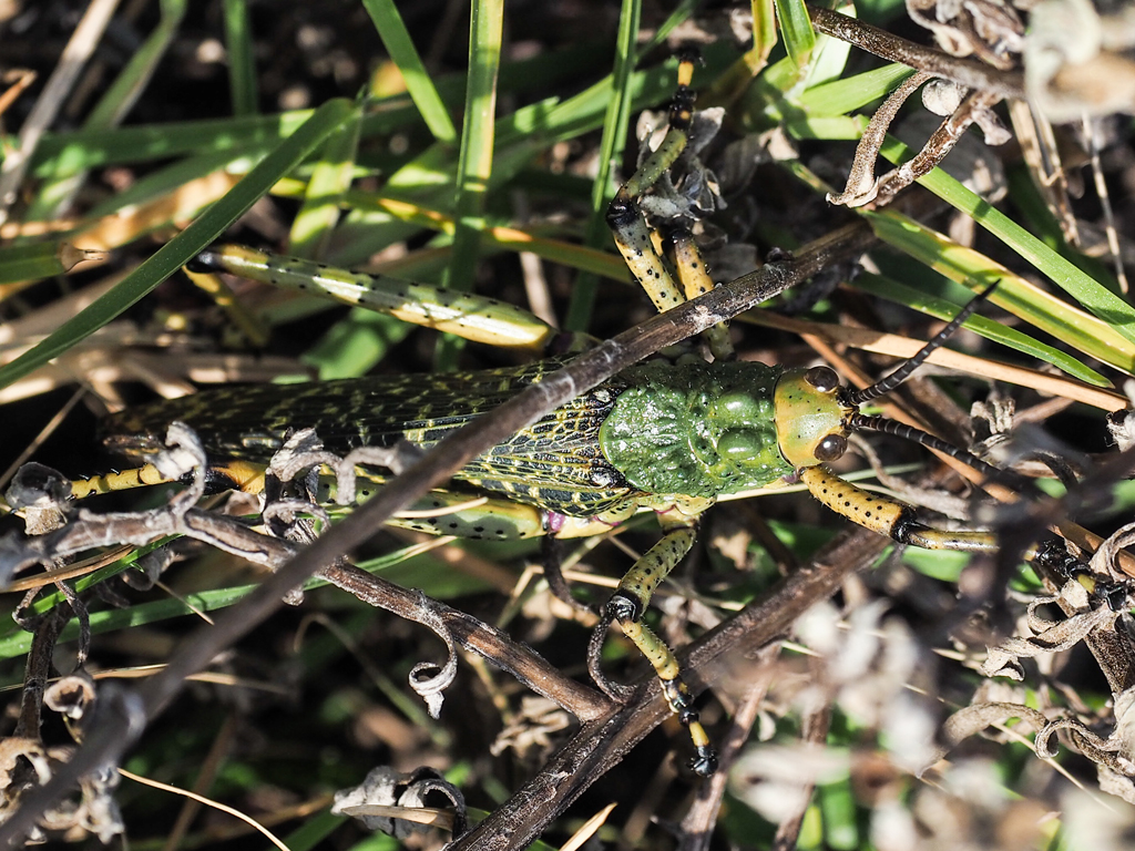 camouflaged grasshopper