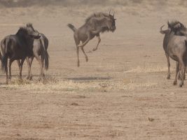 gnus south africa safari